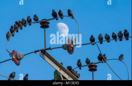 Preston, Lancashire. 26 gen, 2018. Regno Unito Meteo. Per gli storni raccogliere prima sono ' appollaiati per la notte a Chipping, Preston, Lancashire. Credito: John Eveson/Alamy Live News Foto Stock