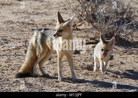 Capo volpe (Vulpes vulpes chama), madre e cub. La luce del mattino, Kgalagadi Parco transfrontaliero, Northern Cape, Sud Africa e Africa Foto Stock