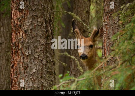 Giovane nero-tailed Deer Fawn stag peeking curiosamente attraverso le boccole. Foto Stock