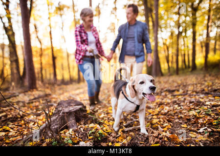 Coppia senior con il cane in una passeggiata in un bosco d'autunno. Foto Stock