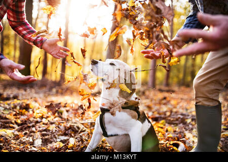 Coppia senior con il cane in una passeggiata in un bosco d'autunno. Foto Stock