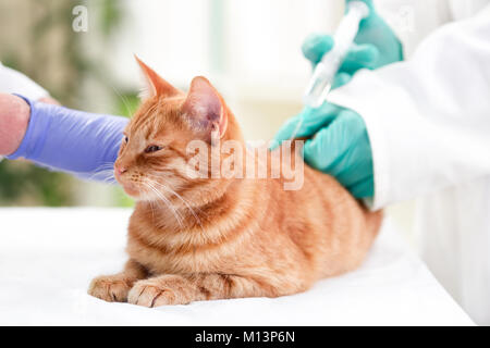 Infermiere veterinario dando iniezione Cat Foto Stock