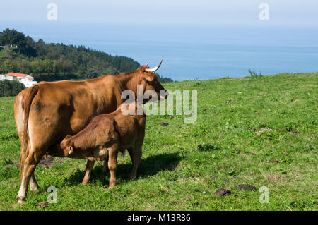 Vacche in lattazione di vitello al pascolo, Limousin bovini, Itziar, Deba, Gipuzkoa, Paesi Baschi Foto Stock