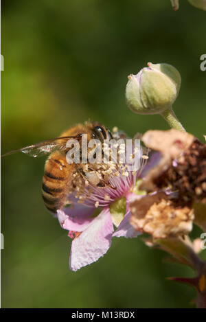 Rubus ulmifolius Foto Stock