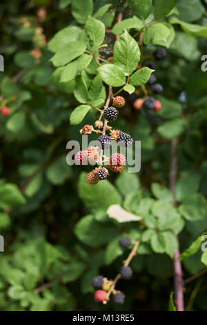 Rubus ulmifolius Foto Stock