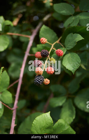 Rubus ulmifolius Foto Stock