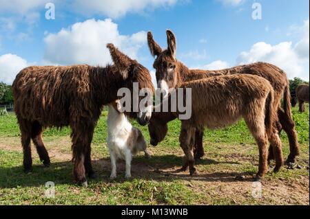 Francia, Deux Sèvres, Saint Georges de Rex, rooster fattoria con l'asino, Poitou asini nel Marais Poitevin, Venise Verte. Foto Stock