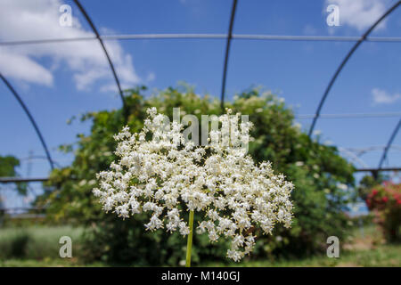 Il nero di sambuco (Sambucus nigra), di fiori e di albero in serra, Galizia, Spagna. Foto Stock