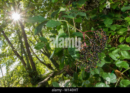 Il nero di sambuco (Sambucus nigra), frutti selvatici, Galizia, Spagna. Foto Stock