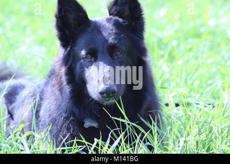 Pastore belga che stabilisce al sole in un campo Foto Stock