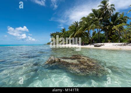 Francia, Polinesia francese, Arcipelago Tuamotu, Rangiroa Atoll, crociere a bordo di Aranui 5 miscelati nave cargo, patata corallo e palme Foto Stock