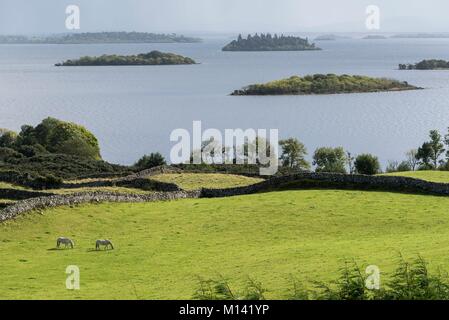 L'Irlanda, nella contea di Galway, Parco Nazionale del Connemara, lago Corrib, pascoli delimitati da muri in pietra a secco, due cavalli Foto Stock