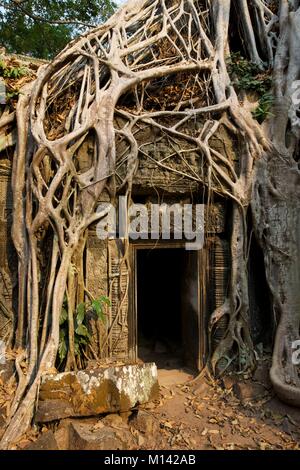 Cambogia Angkor, elencato come patrimonio mondiale dall' UNESCO, le radici di un ficus strangler avendo preso possesso del Ta Prohm rovine, uno dei templi della vecchia città Khmer di Angkor Thom Foto Stock