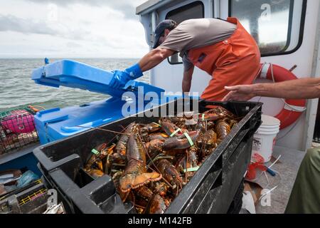 Canada, New Brunswick, Cap Pele, la pesca di aragoste (Homarus Americanus) Foto Stock