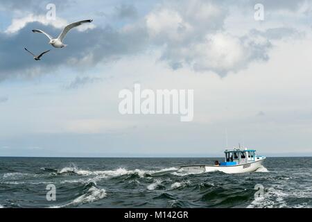 Canada, New Brunswick, Cap Pele, la pesca di aragoste, gabbiani reali (Larus smithsonianus) Foto Stock