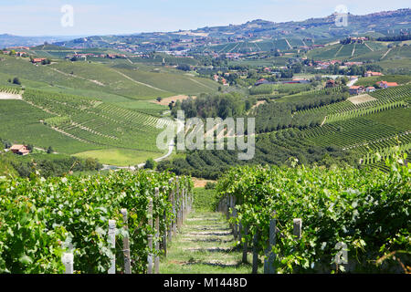 Verde della campagna con vigneti e alberi in Piemonte, Italia Foto Stock