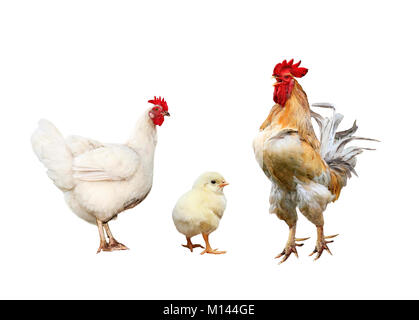 Ritratto di famiglia pollame pollo, gallo rosso luminoso giallo poco pollo su un bianco sfondo isolato Foto Stock