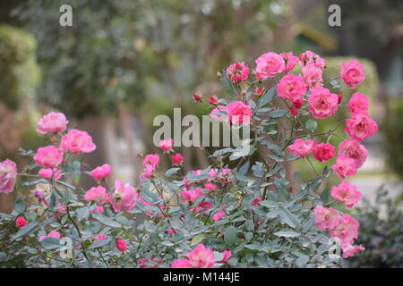 Un albero di rose Foto Stock