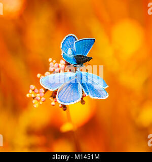 Due piccole farfalle blu seduti sul luminoso giallo sole prato Foto Stock