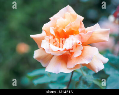 Primo piano di una bella gara peach rose fiore nel giardino contro soft-focalizzata sullo sfondo. Foto Stock