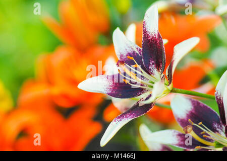 Vista ingrandita della viola e bianco daylily fiori nel giardino contro il verde sfocata e sfondo arancione. Foto Stock