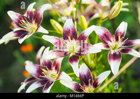 Vista ingrandita della viola e bianco daylily fiori nel giardino contro la sfocato sfondo verde. Foto Stock