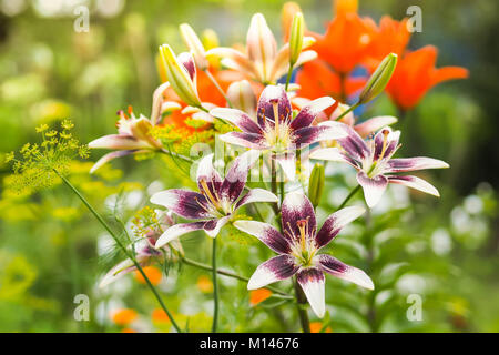 Viola e bianco daylily fiori nel giardino contro la sfocato verde, giallo e lo sfondo arancione. Foto Stock