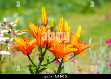 Daylily arancio fiori nel giardino contro la sfocato sfondo verde in una giornata di sole. Foto Stock