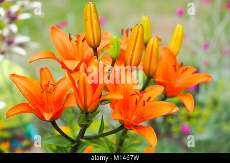 Daylily arancio fiori nel giardino contro la sfocato sfondo verde in una giornata di sole. Foto Stock