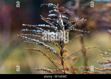 Secchi fiori oro stagione autunnale nel campo. Foto Stock