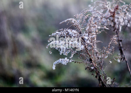 Secchi fiori oro stagione autunnale nel campo. Foto Stock