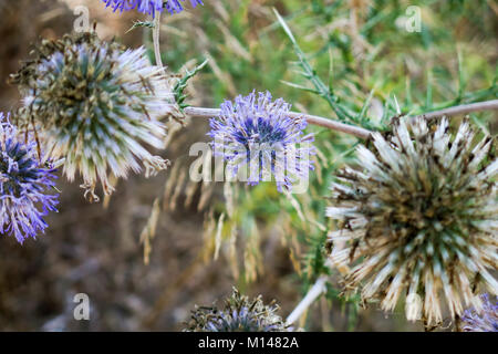 Echinops adenocaulos, comune Globe thistle. Fotografato in Israele Foto Stock