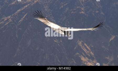 Condor andino di uccelli nel Canyon del Colca, Perù. Foto Stock