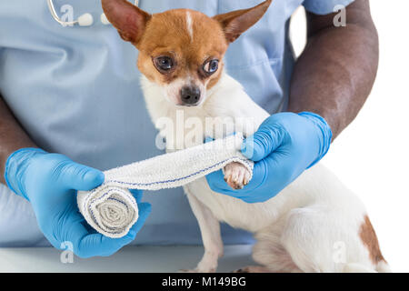 Vet incarto di un bendaggio intorno a un chihuahua la zampa davanti a uno sfondo bianco Foto Stock