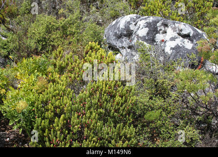 Erica Erica plukenetii, Fynbos e altre piante fiorite attorno ad una roccia su un Table Mountain Hiking trail, Cape Town, Western Cape, Sud Africa. Foto Stock