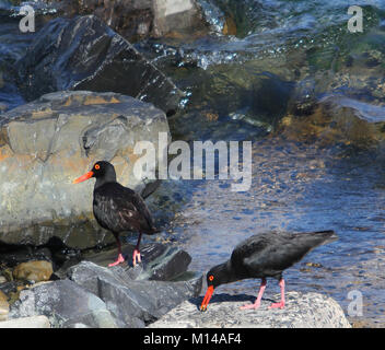 Nero Africa oystercatchers sulla spiaggia, (Haematopus moquini), Cape Town, Western Cape, Sud Africa. Foto Stock