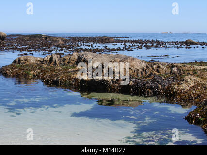E alghe kelp sulla parte rocciosa di Clifton Beach, Città del Capo, Western Cape, Sud Africa. Foto Stock