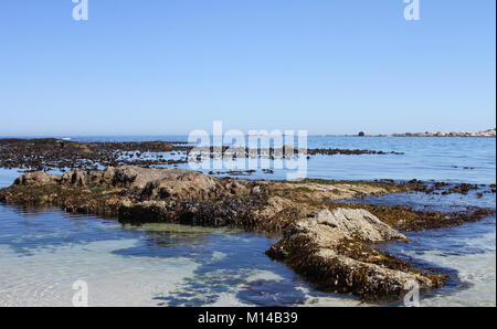 E alghe kelp sulla parte rocciosa di Clifton Beach, Città del Capo, Western Cape, Sud Africa. Foto Stock