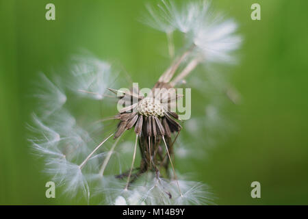 Dente di Leone Foto Stock