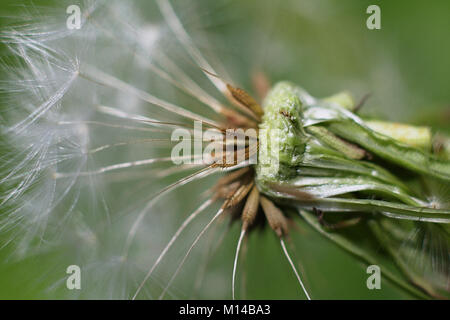 Dente di Leone Foto Stock