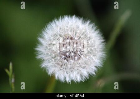 Dente di Leone Foto Stock