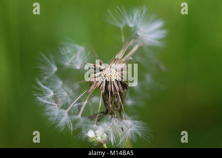 Dente di Leone Foto Stock