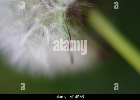 Dente di Leone Foto Stock