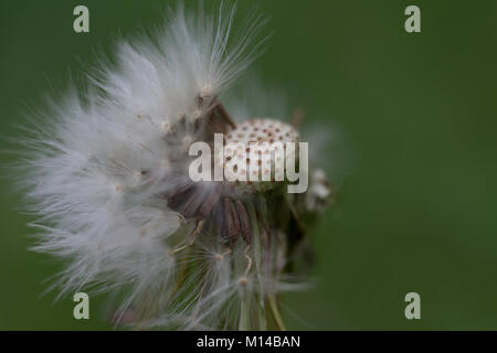 Dente di Leone Foto Stock