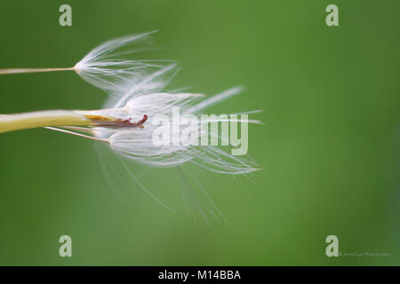 Dente di Leone Foto Stock