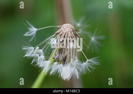 Dente di Leone Foto Stock