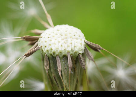 Dente di Leone Foto Stock