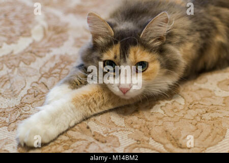 Gatto triste guardando un gatto sdraiato sul letto guardando la telecamera Foto Stock