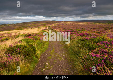 Bridleway attraverso heather in fiore sulle colline di Quantock in tarda estate. Weacombe, Somerset, Inghilterra. Foto Stock