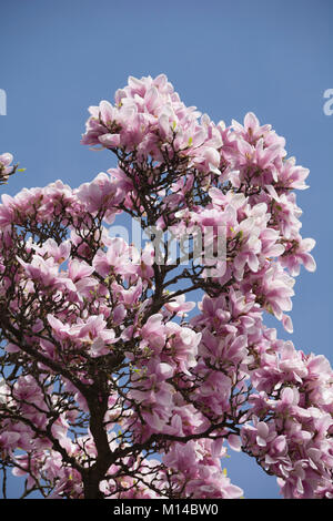 Magnolia, Magnolie Foto Stock
